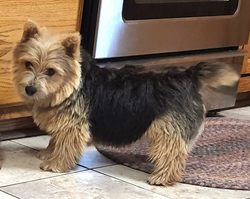 Black and tan 2 years old